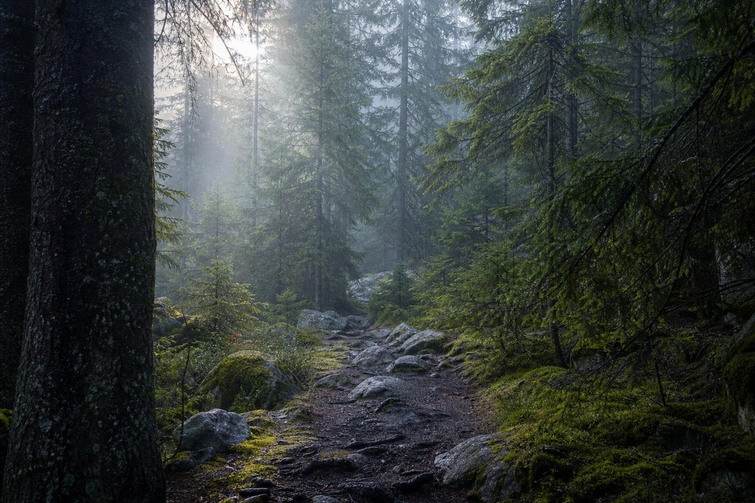 Dichter Nadel- und Mischwald im Harz bei Nebel